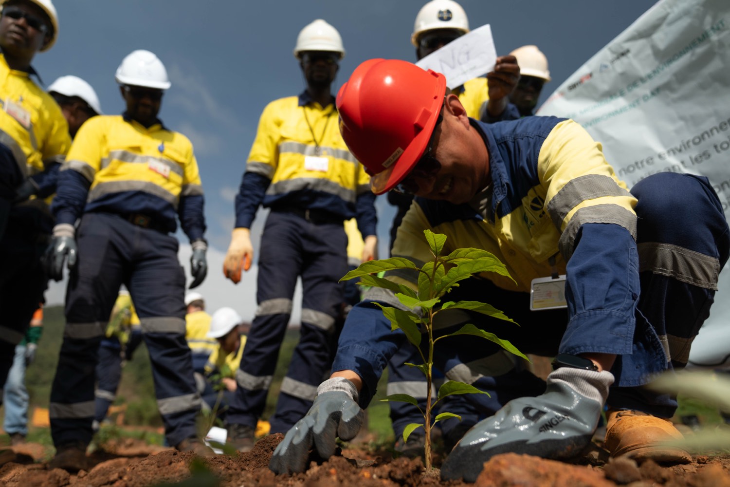Un collaborateur plante un plant d'espèce locale entouré de son équipe